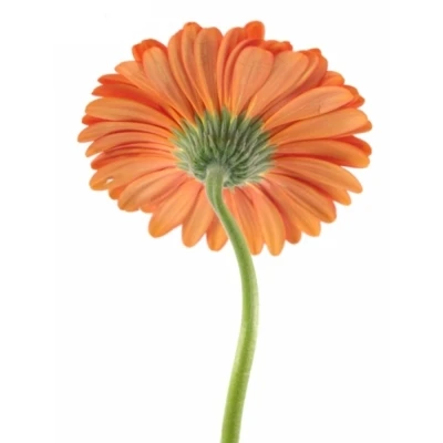 Gerbera GR AVANTI
