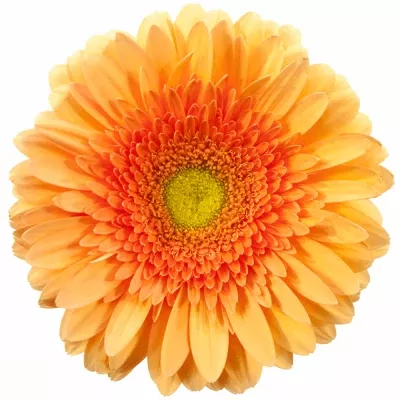 Gerbera GR AVIGNON 10cm