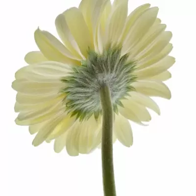 GERBERA GR BALANCE 11,5cm