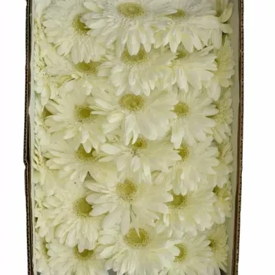 GERBERA GR BALANCE 11,5cm