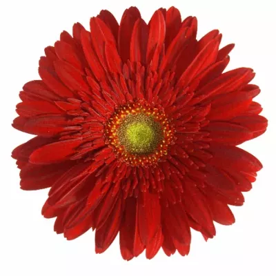 Gerbera GR BARETTA 10cm