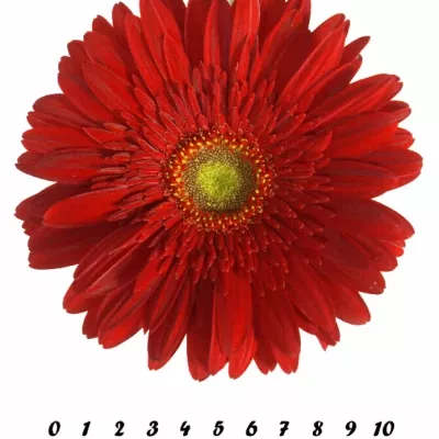 Gerbera GR BARETTA 10cm