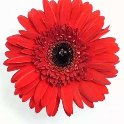 Gerbera GR BEAUDINE 10cm