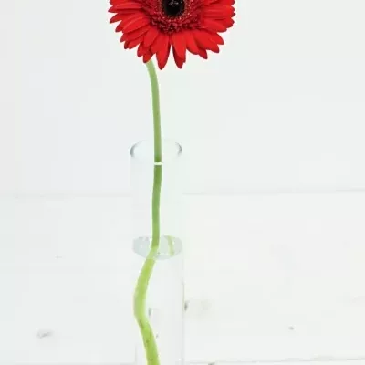 Gerbera GR BEAUDINE 10cm