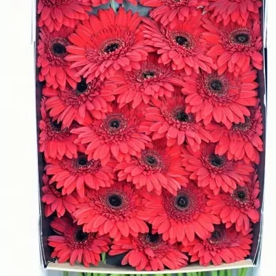 Gerbera GR BEAUDINE 10cm