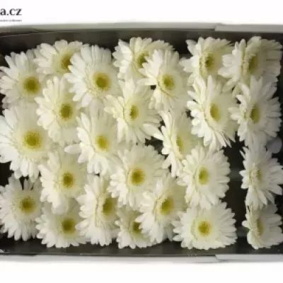 Gerbera GR BIANCA 10cm