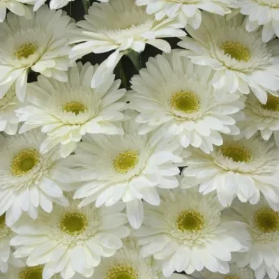 Gerbera GR BIANCA 10cm