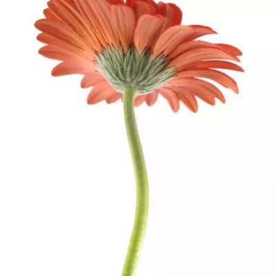 Gerbera GR BINTANG 10cm