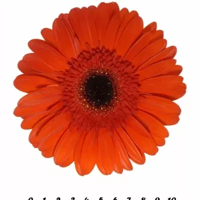 Gerbera GR BINTANG 10cm