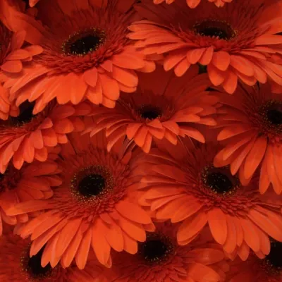 Gerbera GR BINTANG 10cm