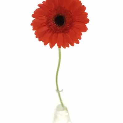 Gerbera GR BINTANG 10cm