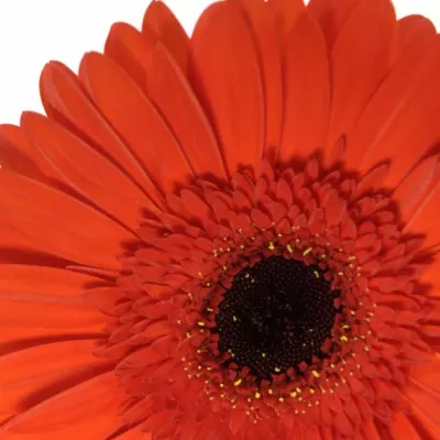 Gerbera GR BINTANG 10cm