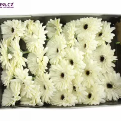GERBERA GR BLACK ICE