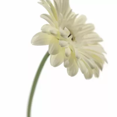 GERBERA GR BLACK ICE