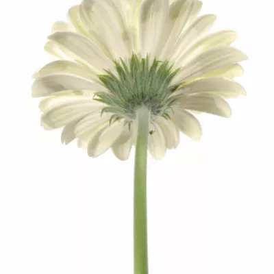 GERBERA GR BLACK ICE