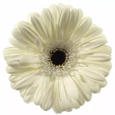 GERBERA GR BLACK ICE