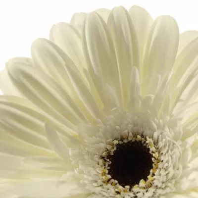 GERBERA GR BLACK ICE