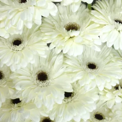 GERBERA GR BLACK ICE