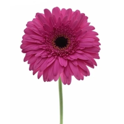 Gerbera GR BON DIA