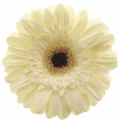 Gerbera GR BRENDA 10cm