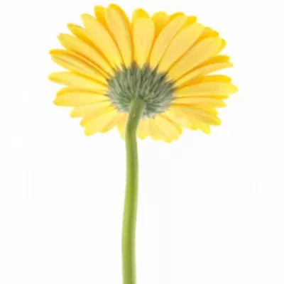 Gerbera GR CACHET 10cm