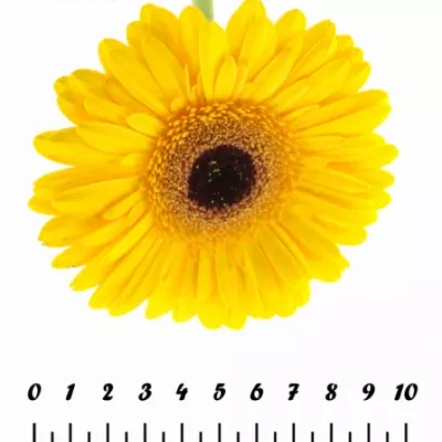 Gerbera GR CACHET 10cm