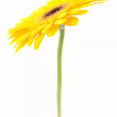 Gerbera GR CACHET 10cm