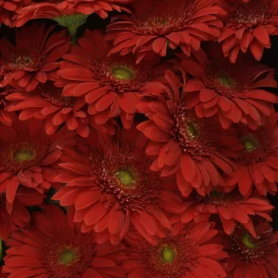 Gerbera GR CARAMBOLE 10cm