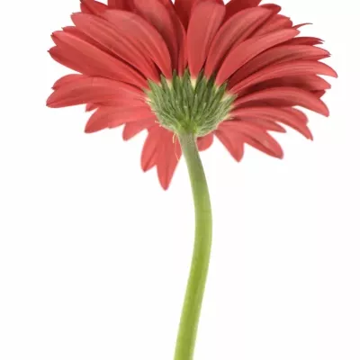 Gerbera GR CARAMBOLE 10cm