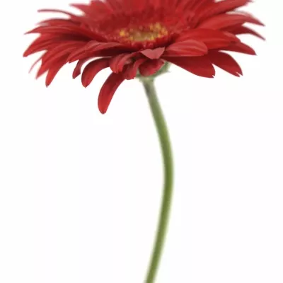Gerbera GR CARAMBOLE 10cm