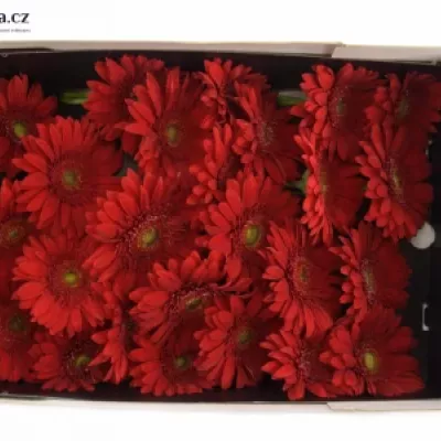 Gerbera GR CARAMBOLE 10cm