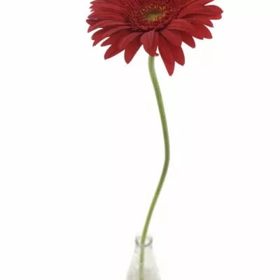 Gerbera GR CARAMBOLE 10cm