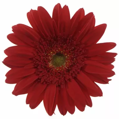 Gerbera GR CARAMBOLE 10cm