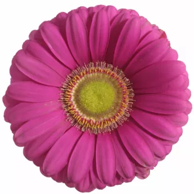GERBERA GR CELEBRATIONS 10cm