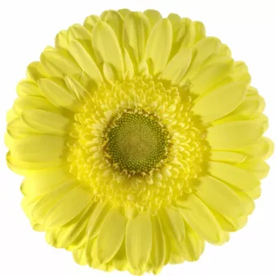 GERBERA GR CITRONEL 10cm