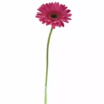 Gerbera GR CLEOPATRA 10cm