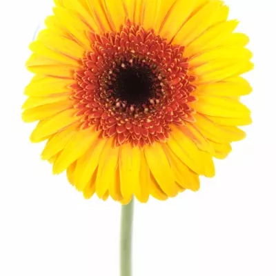 Gerbera GR CORNICE