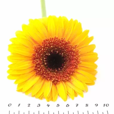 Gerbera GR CORNICE
