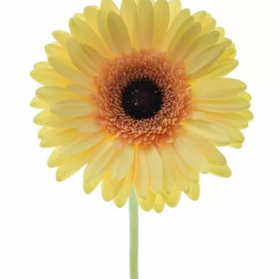 Gerbera GR CREAM BEACH 10cm