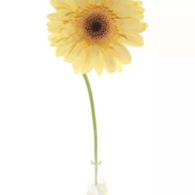 Gerbera GR CREAM EYE 10cm