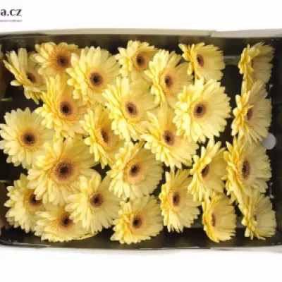 Gerbera GR CREAM EYE 10cm