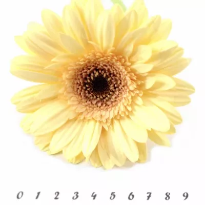 Gerbera GR CREAM EYE 10cm