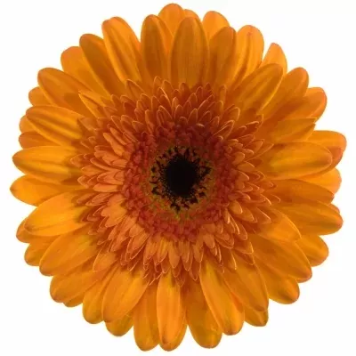 Gerbera GR CRUSADER 10cm