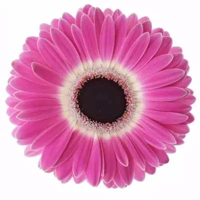 GERBERA GR Cubanita