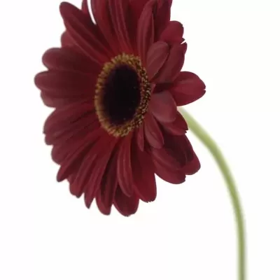 Gerbera GR DARK DIAMOND