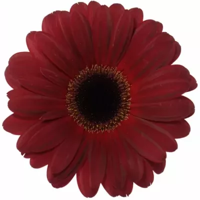 Gerbera GR DARK DIAMOND