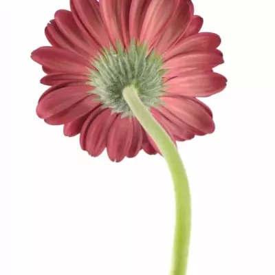 Gerbera GR DARK DIAMOND