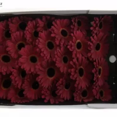 Gerbera GR DARK DIAMOND