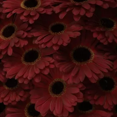 Gerbera GR DARK DIAMOND 