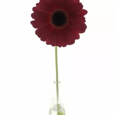 Gerbera GR DARK DIAMOND